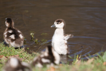 Egyptian gosling