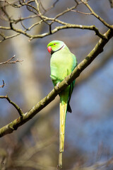 parakeet in tree
