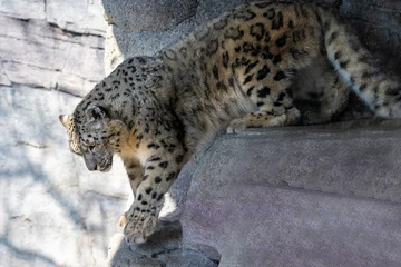 Deurstickers Close-up of a snow leopard (Panthera uncia syn. Uncia uncia) © karlo54