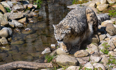 Close-up of a snow leopard (Panthera uncia syn. Uncia uncia)
