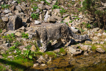 Close-up of a snow leopard (Panthera uncia syn. Uncia uncia)