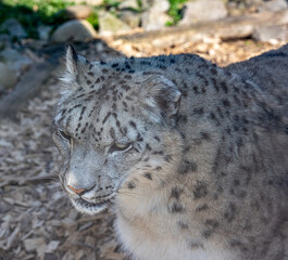 Close-up of a snow leopard (Panthera uncia syn. Uncia uncia)