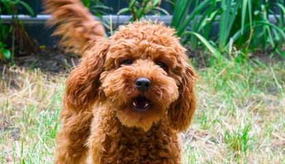 Red poodle on the lawn. Home pet. Wide photo.