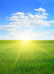 Obraz na płótnie Canvas Wheat field and blue sky with sun. Vertical photo.