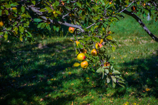 Closeup Of A Yellow Apple Tree In A Garden