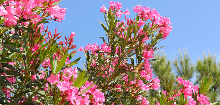 Oleander flowers on a blue sky background. Wide photo.