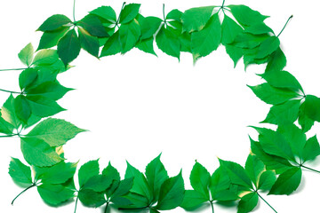 Fototapeta premium Green leaves frame on white background