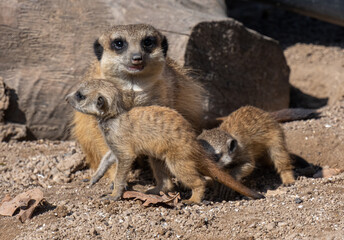 Meerkats (Suricata suricatta) with young animals