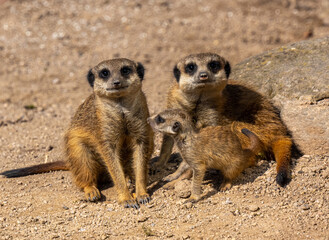 Meerkats (Suricata suricatta) with young animals