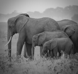 Elephants in Kenya