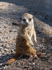 Young meerkat (Suricata suricatta) playing