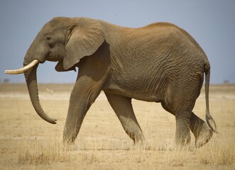 Fototapeta na wymiar Elephants in Kenya