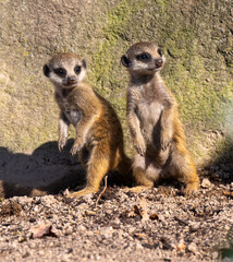 Fototapeta premium Young meerkats (Suricata suricatta) playing