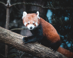 Closeup of a red panda climbing along the bark of a tree