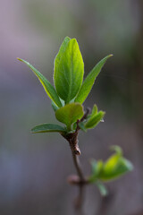 leaves on a branch