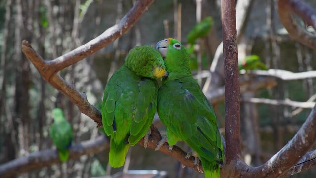 Yellow-headed Amazon Parrot Birds Amazona oratrix Groom Each Other