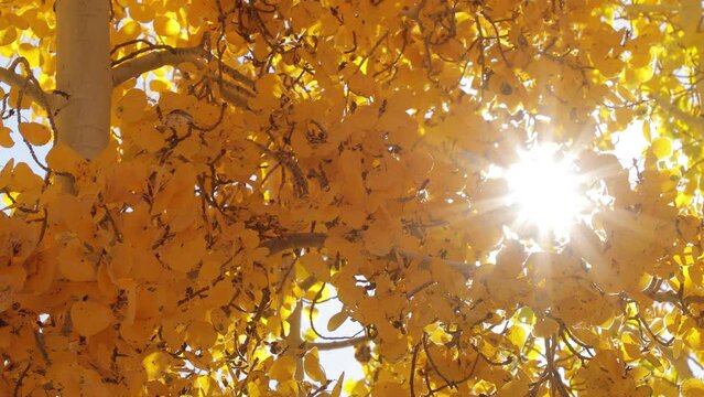Cinematic fall footage yellow aspen tree leaves in autumn nature forest, foliage