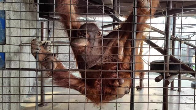 orangutan in a cage tourist friendly