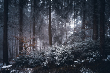 Snowy forest in Bavaria, Germany in the winter on a foggy evening