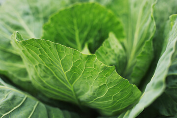 Cabbage grow in the garden. Agriculture. Healthy and healthy food for humans. The cultivation of cabbage. Head of green cabbage in organic home farm vegetable food