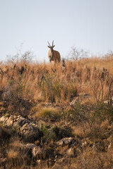 Fototapeta premium Eland bull, Addo Elephant National Park
