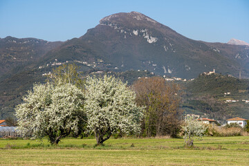 Veduta primaverile della campagna in Versilia, Toscana.
sullo sfondo il Monte Gabberi, mt . 1.108, una delle montagne minori delle alpi Apuane.