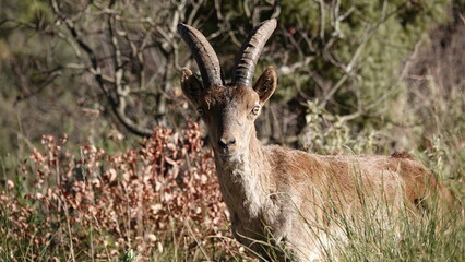 macho de cabra montes