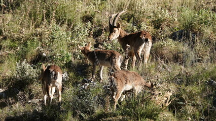rebaño de cabra montesa