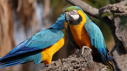 pareja de guacamayos