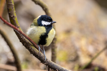 Obraz premium Great Tit sitting proud on a branch