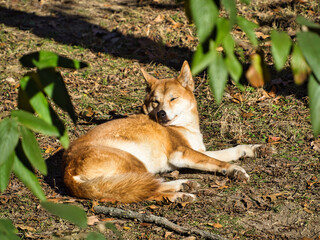 Cute Dingo resting at the Kansas City Zoo on a sunny day