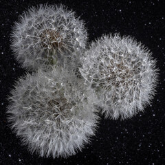 Three white fluffy round dandelions with rain water drops on a black starry background. Round head of summer plants