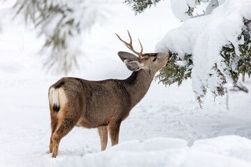 A Mule Deer buck in a forest with winter snow
