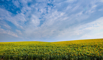 panoramic view of Sunflower field landscape under beautiful sky