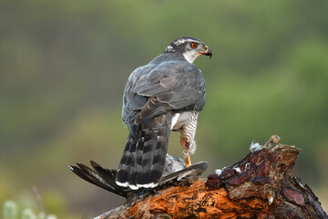 Azor con su presa en el bosque