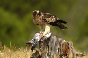 aguila calzada posa con su presa