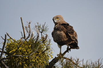 aguila culebrera en su posadero