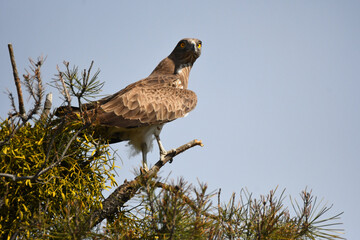aguila culebrera en su posadero
