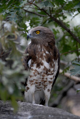 aguila culebrera en su posadero