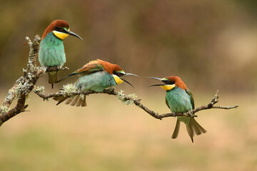 tres abejarucos en la rama