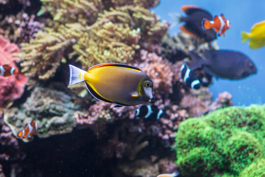 Powder Brown Tang fish swimming in the Monterey Bay Aquarium, California, United States