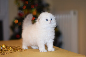 Longhaired Scottish Fold Kitten and Christmas decorations
