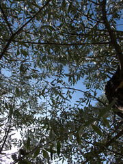 ulivo