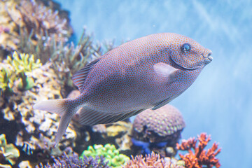 Beautiful Gold-Spotted Rabbitfish swimming in the Monterey Bay Aquarium, California, United States