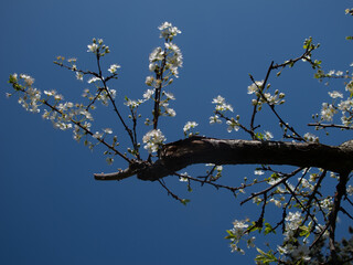 fiori bianchi e rosa