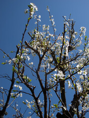 fiori bianchi e rosa