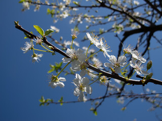 fiori bianchi e rosa
