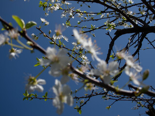 fiori bianchi e rosa