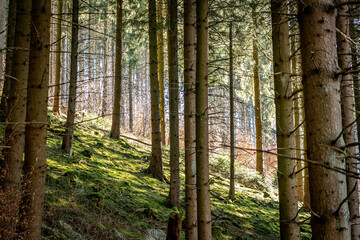A sunny day for hiking in the forest