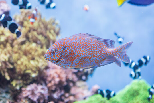Beautiful Gold-Spotted Rabbitfish swimming in the Monterey Bay Aquarium, California, United States